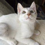 10月19日のひたちなか店に参加するホーリーキャットの保護猫07