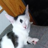 10月19日のひたちなか店に参加するホーリーキャットの保護猫08