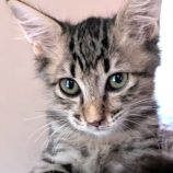 10月19日のひたちなか店に参加するホーリーキャットの保護猫09