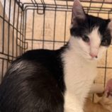 10月19日のひたちなか店に参加するホーリーキャットの保護猫10