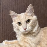 10月19日のひたちなか店に参加するホーリーキャットの保護猫11