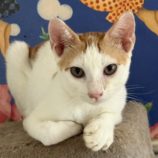 10月19日のひたちなか店に参加するホーリーキャットの保護猫12