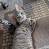 10月19日のひたちなか店に参加するホーリーキャットの保護猫13