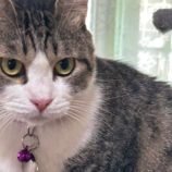 10月19日のひたちなか店に参加するホーリーキャットの保護猫14