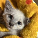 10月19日のひたちなか店に参加するホーリーキャットの保護猫15