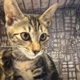 10月19日のひたちなか店に参加するホーリーキャットの保護猫16