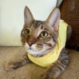 10月19日のひたちなか店に参加するホーリーキャットの保護猫17