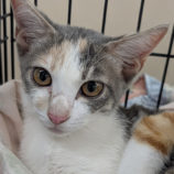 10月19日のひたちなか店に参加するホーリーキャットの保護猫19