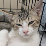 10月19日のひたちなか店に参加するホーリーキャットの保護猫21