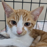 10月19日のひたちなか店に参加するホーリーキャットの保護猫22