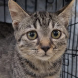 10月19日のひたちなか店に参加するホーリーキャットの保護猫25