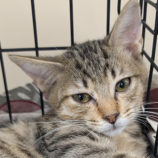 10月19日のひたちなか店に参加するホーリーキャットの保護猫26