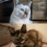 10月19日のひたちなか店に参加するホーリーキャットの保護猫27