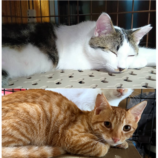 10月19日のひたちなか店に参加するホーリーキャットの保護猫28