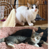 10月19日のひたちなか店に参加するホーリーキャットの保護猫29