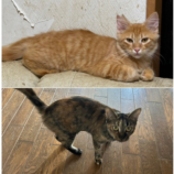 10月19日のひたちなか店に参加するホーリーキャットの保護猫30