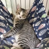 10月12日の市原店に参加するにゃんハートの保護猫02