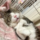 10月12日の市原店に参加するにゃんハートの保護猫04