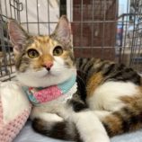 10月12日の市原店に参加するにゃんハートの保護猫05