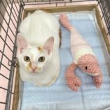 10月12日の市原店に参加するにゃんハートの保護猫06