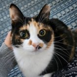 10月12日の市原店に参加するにゃんハートの保護猫07