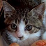 10月12日の市原店に参加するにゃんハートの保護猫08