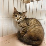 10月12日の市原店に参加するにゃんハートの保護猫11