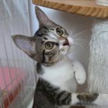 10月12日の市原店に参加するにゃんハートの保護猫13