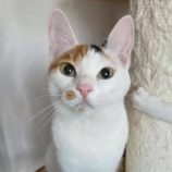 10月12日の市原店に参加するにゃんハートの保護猫15