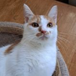 10月12日の市原店に参加するにゃんハートの保護猫16