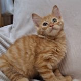 10月12日の市原店に参加するにゃんハートの保護猫17