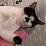 10月12日の市原店に参加するにゃんハートの保護猫18