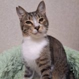 10月12日の市原店に参加するにゃんハートの保護猫19