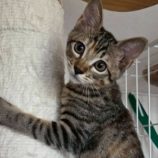 10月12日の市原店に参加するにゃんハートの保護猫20