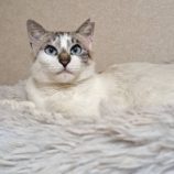 10月12日の市原店に参加するにゃんハートの保護猫21