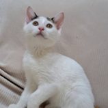 10月12日の市原店に参加するにゃんハートの保護猫22