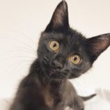 10月12日の市原店に参加するにゃんハートの保護猫25