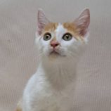 10月12日の市原店に参加するにゃんハートの保護猫26