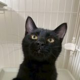 10月12日の市原店に参加するにゃんハートの保護猫27