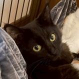 11月2日の伊勢崎店に参加するる猫びよりの保護猫01