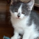 11月2日の伊勢崎店に参加するる猫びよりの保護猫02