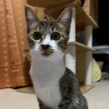 11月2日の伊勢崎店に参加するる猫びよりの保護猫03