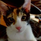 11月2日の伊勢崎店に参加するる猫びよりの保護猫05