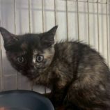 11月2日の伊勢崎店に参加するる猫びよりの保護猫06