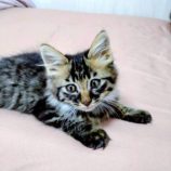 11月2日の伊勢崎店に参加するる猫びよりの保護猫07