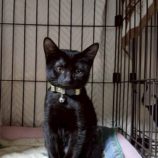 11月2日の伊勢崎店に参加するる猫びよりの保護猫08