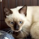 11月2日の伊勢崎店に参加するる猫びよりの保護猫09