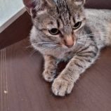 11月2日の伊勢崎店に参加するる猫びよりの保護猫10