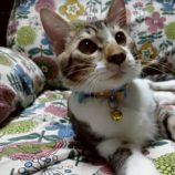 11月2日の伊勢崎店に参加するる猫びよりの保護猫12