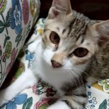 11月2日の伊勢崎店に参加するる猫びよりの保護猫13